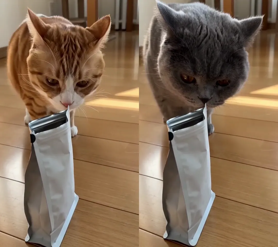 The sniffing shot side by side: the original orange tabby on the left, a blue-gray British Shorthair sniffing the same white treat pouch on the right